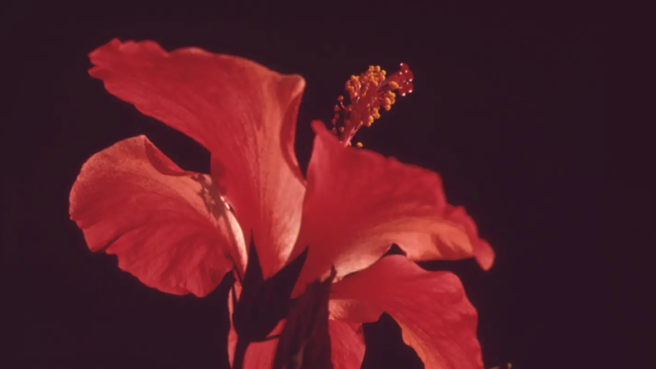 grid-flower-1